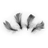 Piórka – Czarne, 50 sztuk, 10-15 cm – Wszystkie produkty – Szalony.pl