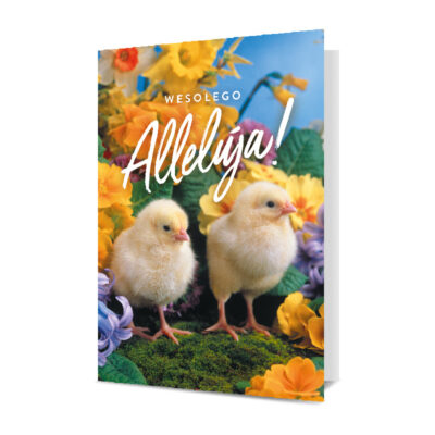 Kartka okolicznościowa – Kurczaki – Wszystkie produkty – Szalony.pl